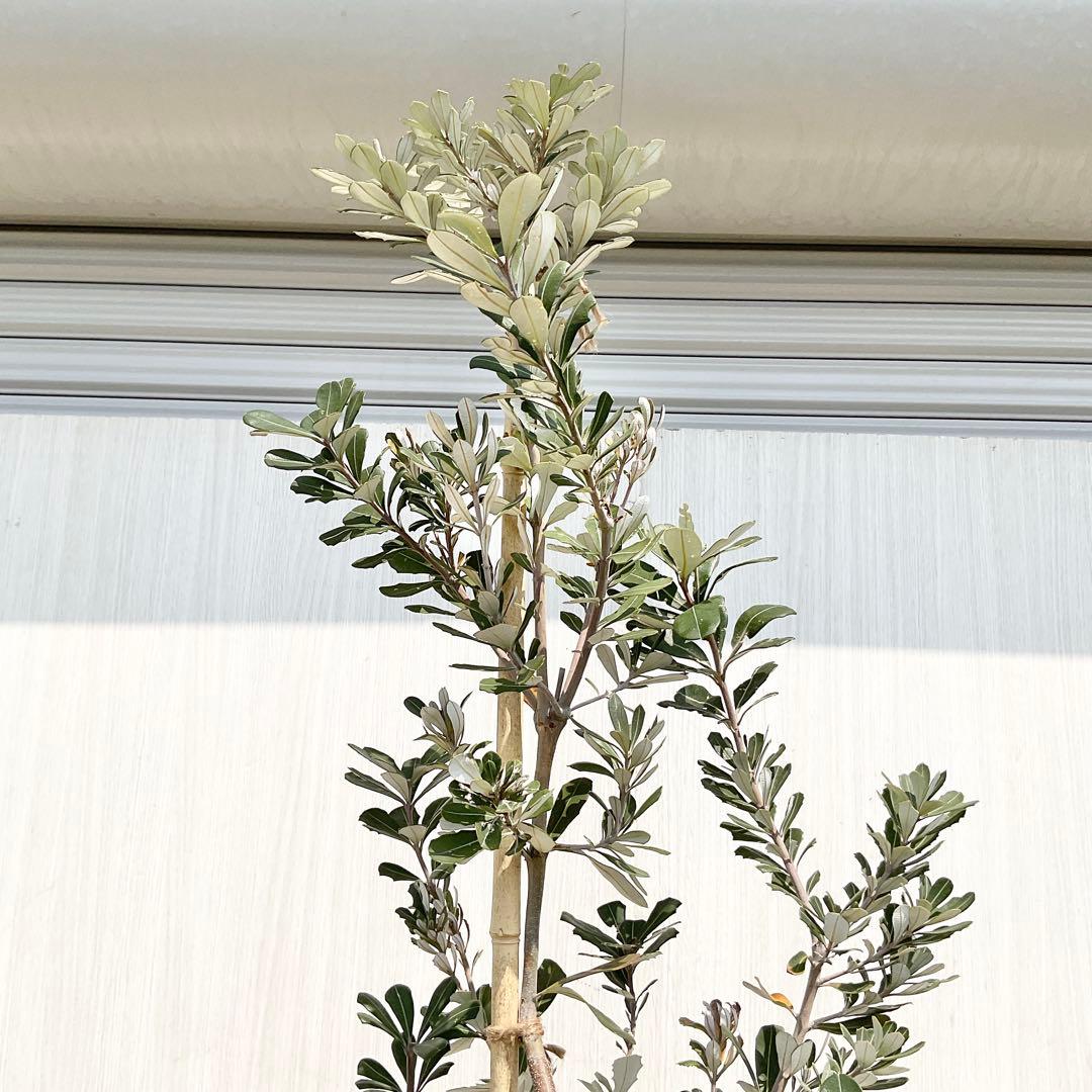 バンクシアコースト　/176