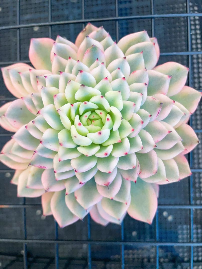 ギルバの薔薇錦　全員ビッグサイズ美斑入り　多肉植物　エケベリア