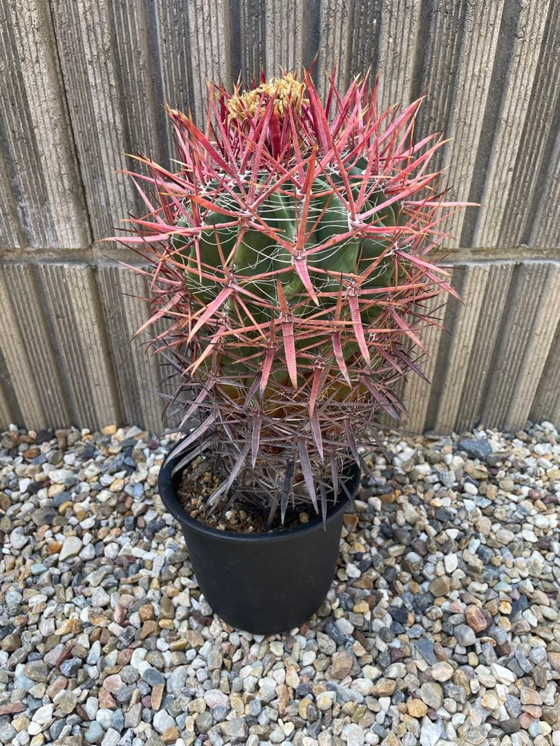 サボテン　フェロカクタス　神仙玉