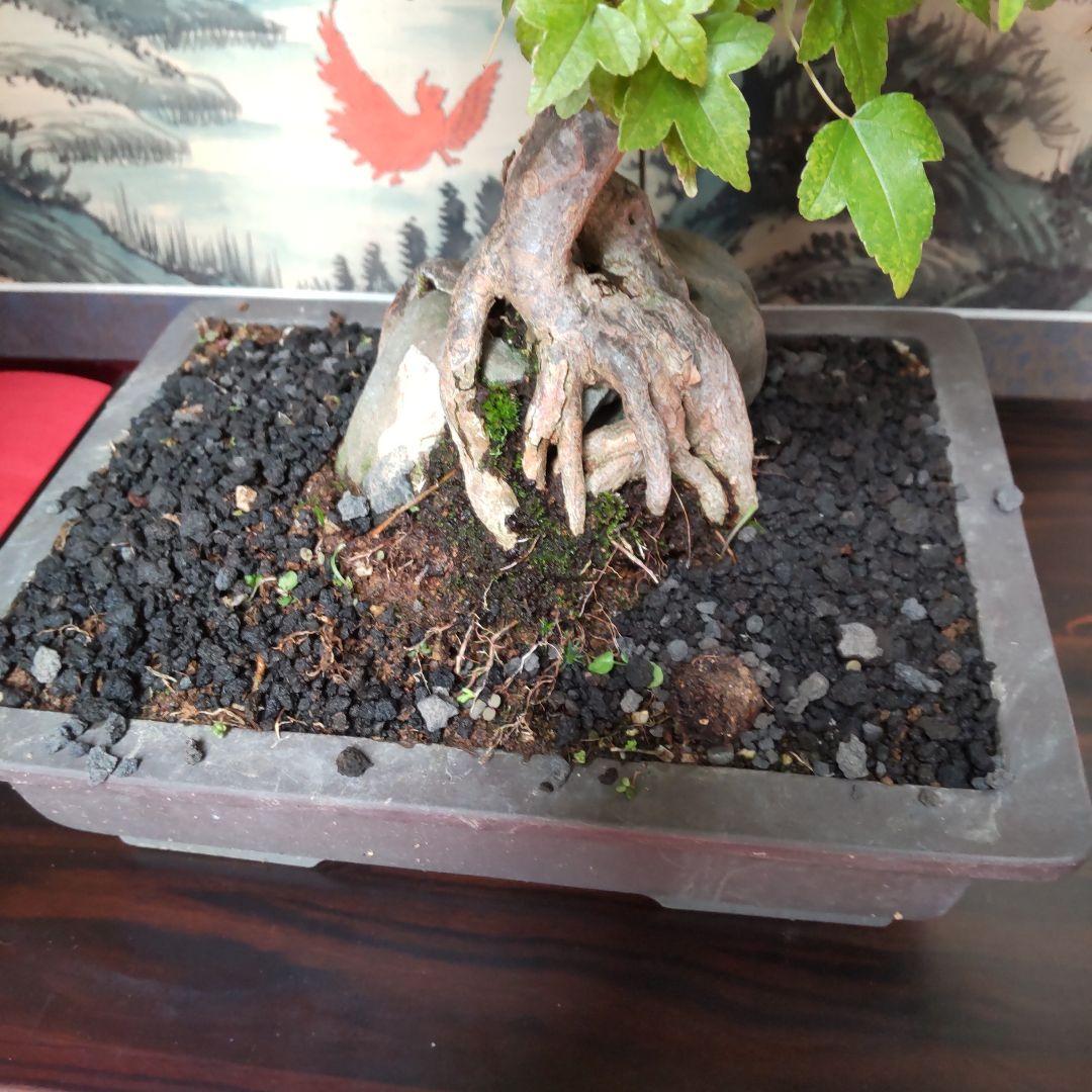P*)様 石付きカエデ盆栽