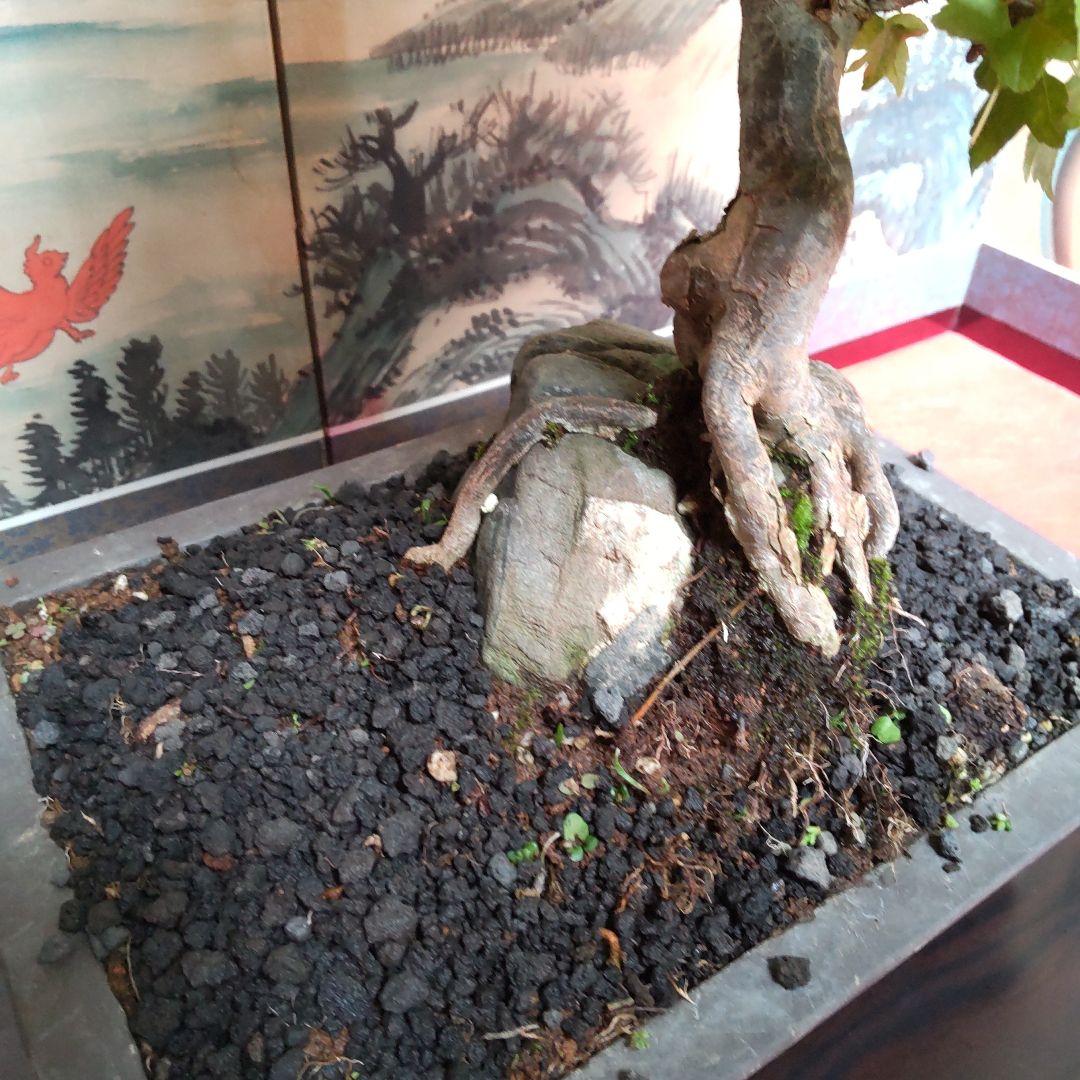 P*)様 石付きカエデ盆栽