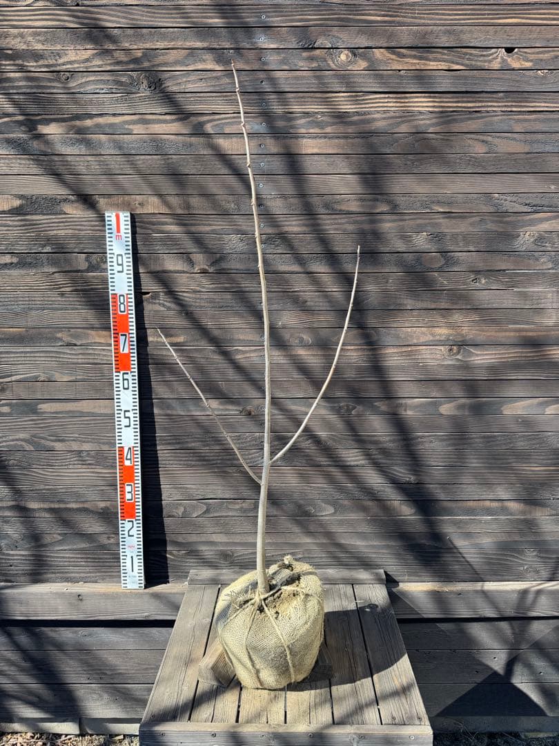 ポポー《庭木/果樹》【現品発送】管理 80042