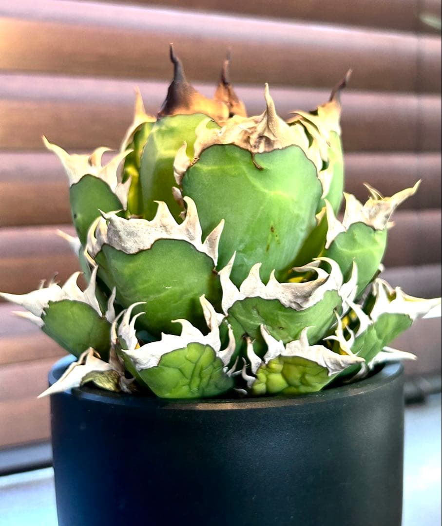 【コレクション】アガベ　チタノタ　レッドキャットウィーズル　ゴリ猫 No.6