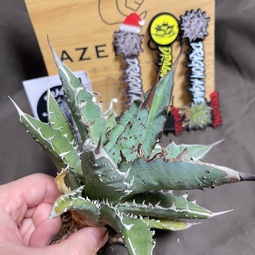 アガベ ハイブリッド　姫厳龍 × 木刺龍　キシロナカンサ　ドラゴンアガベ