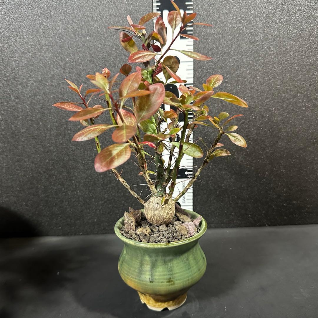 一点物⭐︎【美個体ボール　フォークイエリア・ファシクラータ　国内実生　＋作家鉢】