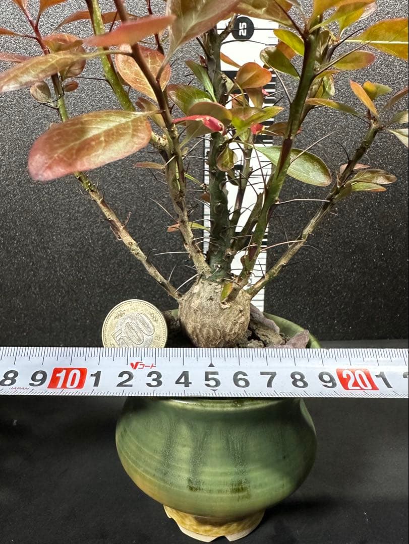 一点物⭐︎【美個体ボール　フォークイエリア・ファシクラータ　国内実生　＋作家鉢】