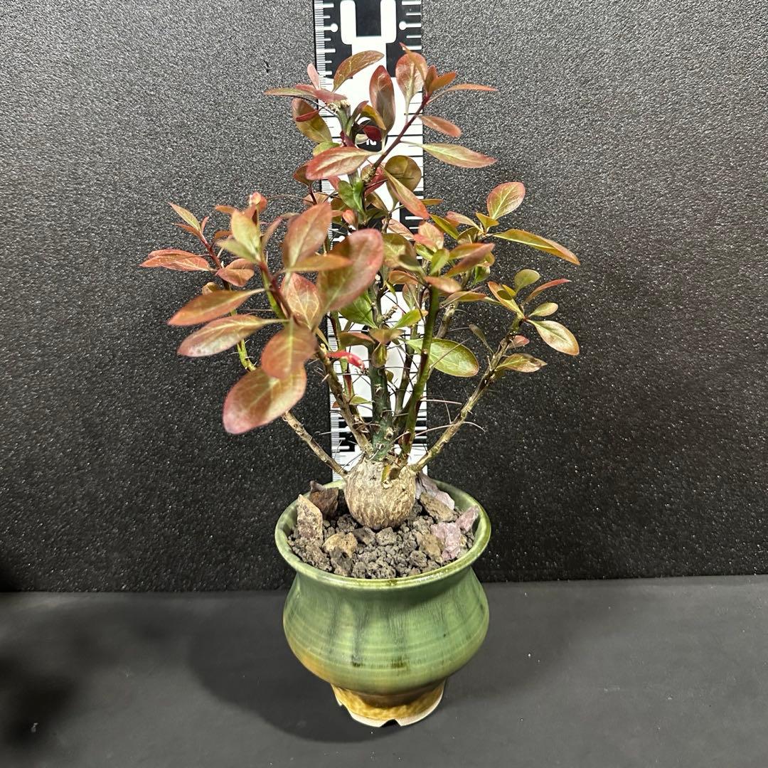 一点物⭐︎【美個体ボール　フォークイエリア・ファシクラータ　国内実生　＋作家鉢】