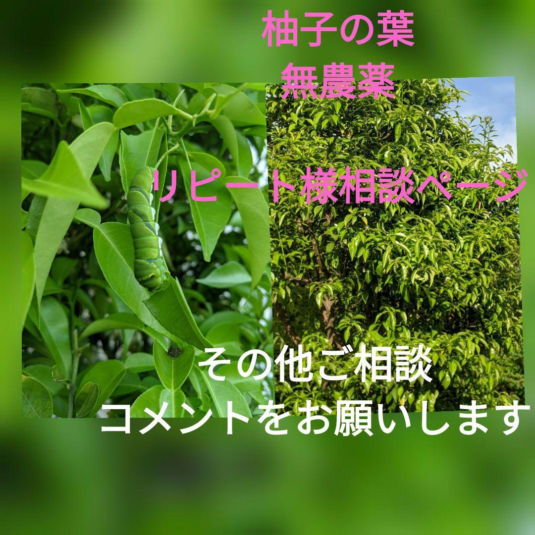 柚子の葉　無農薬