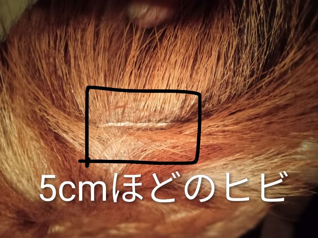 天然日本鹿　夏毛　袖付きラグ