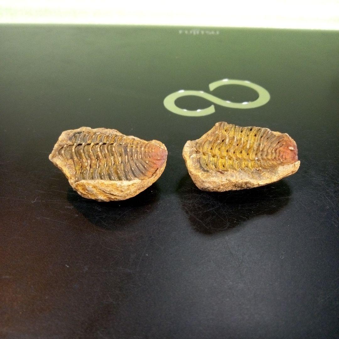 三葉虫　化石　fossil　ボリビア産　trilobite　ノジュール管理⑧