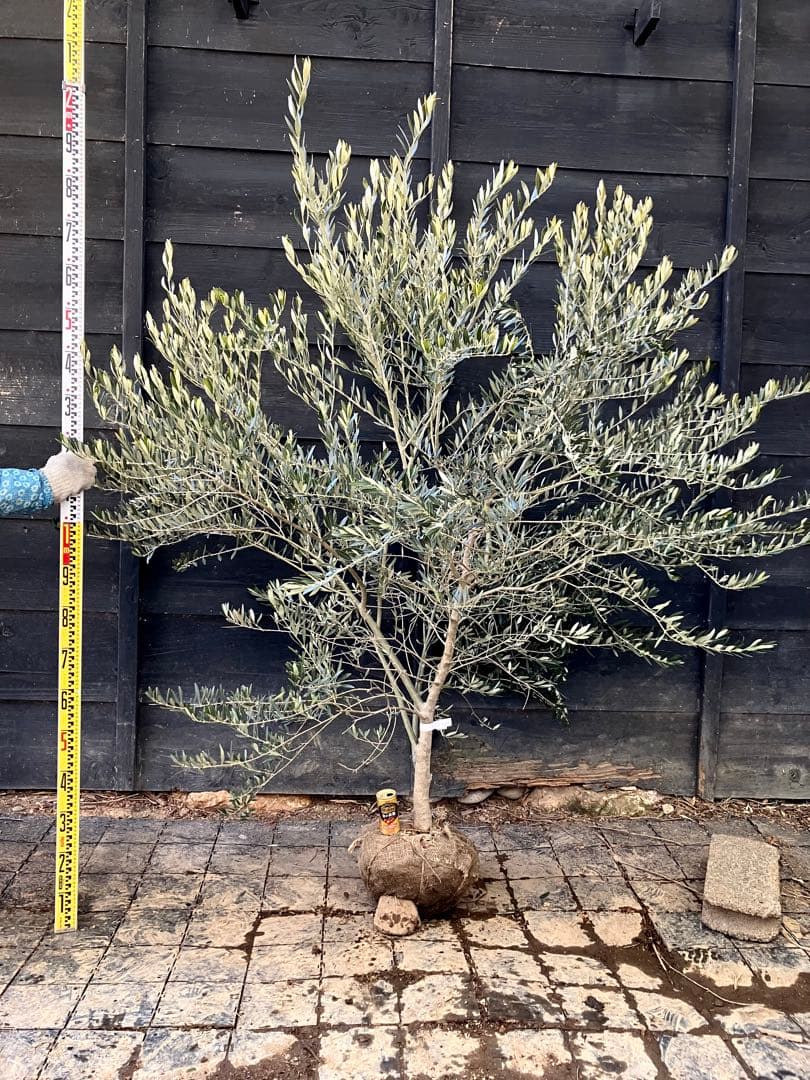 1 希少　オリーブの木　カヨンヌ