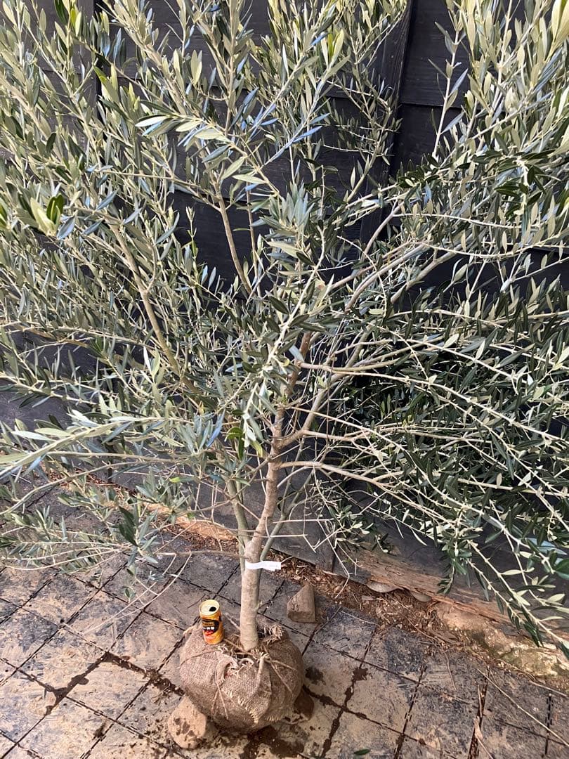 1 希少　オリーブの木　カヨンヌ