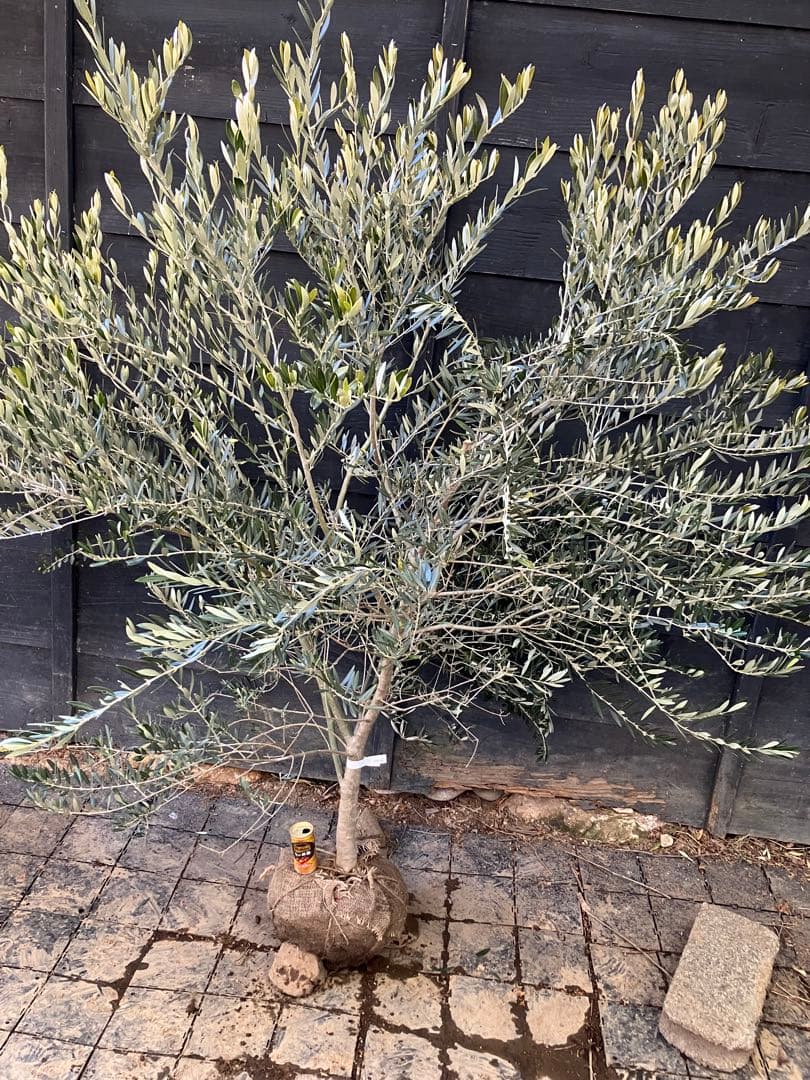 1 希少　オリーブの木　カヨンヌ