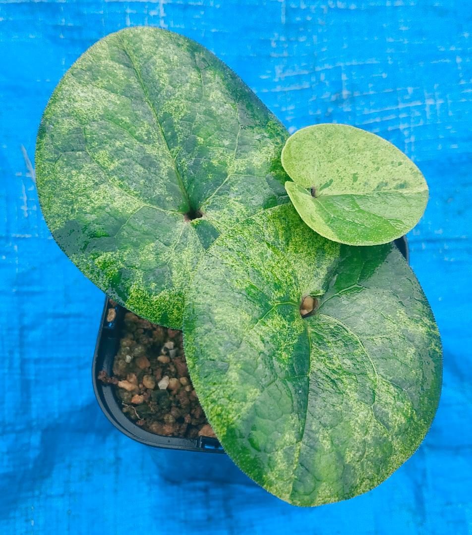 タマノカンアオイ　『玉錦』　カンアオイ　多摩寒葵　山野草　斑入り