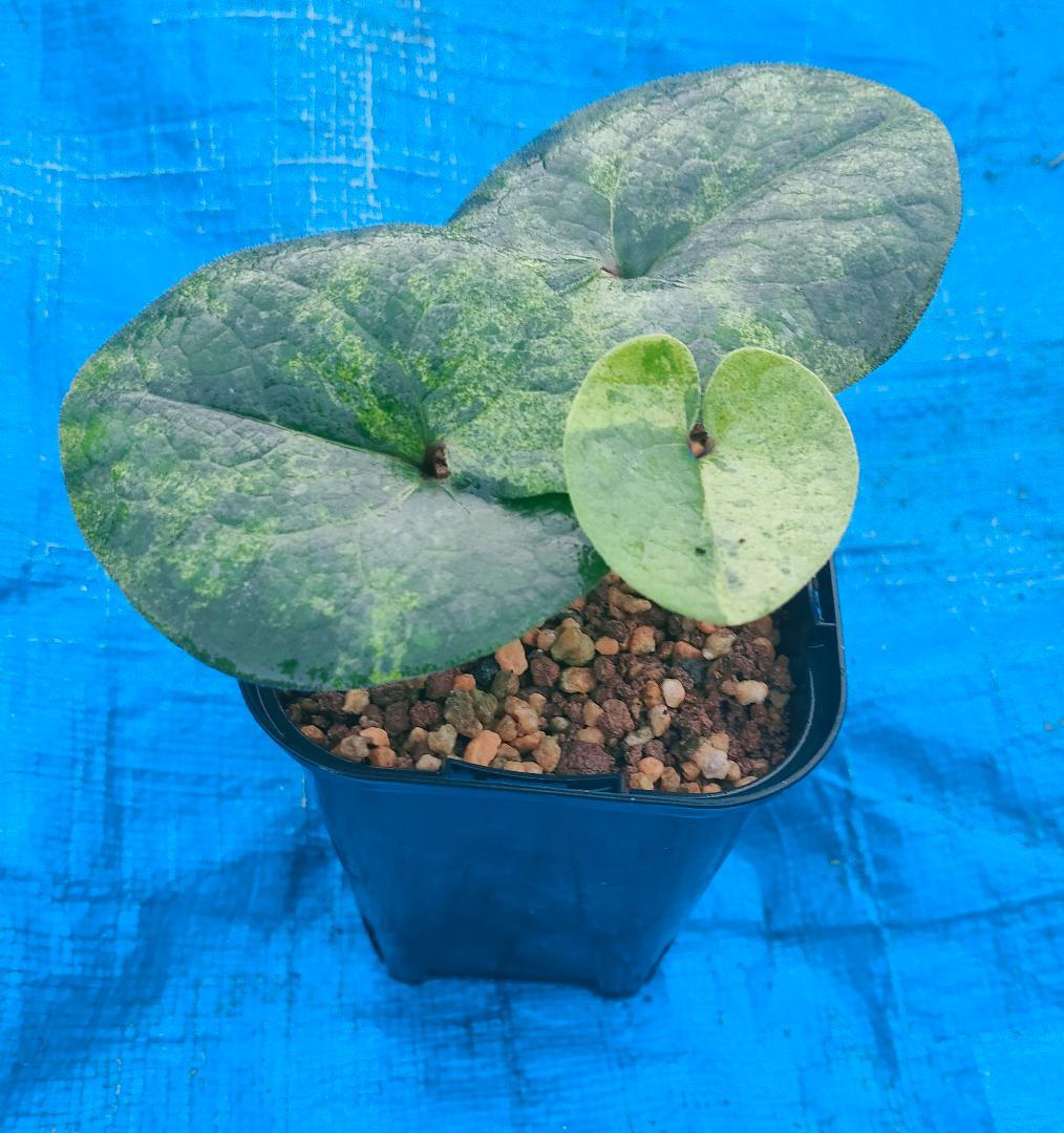 タマノカンアオイ　『玉錦』　カンアオイ　多摩寒葵　山野草　斑入り