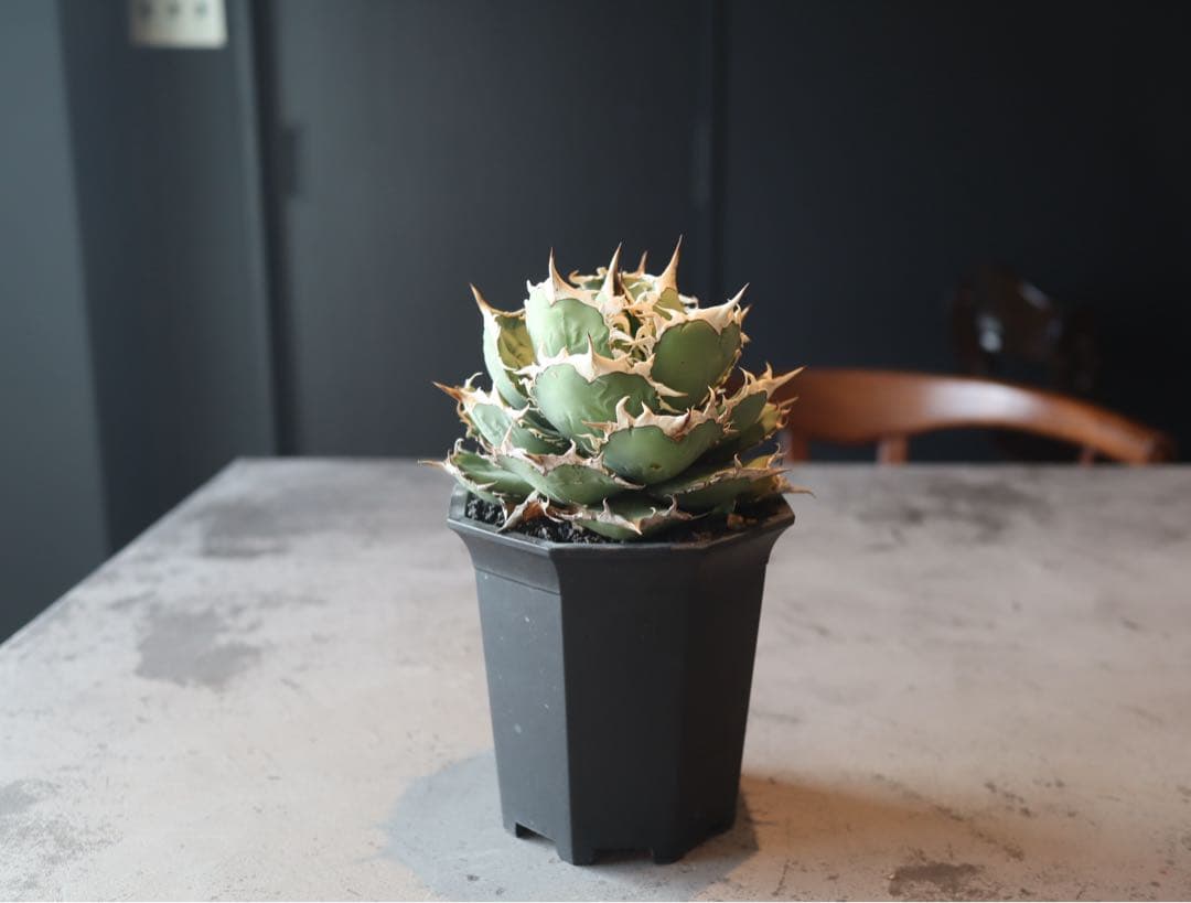 値下げ　大株　アガベ　チタノタ　ノーネーム