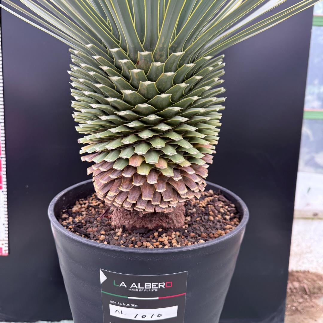 【AL1010】ユッカ　ロストラータ　シルバーブルー個体　美形