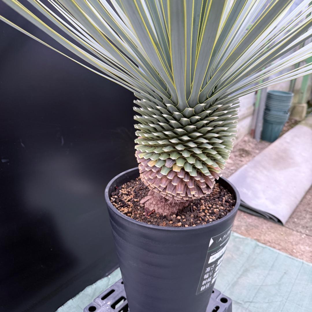 【AL1010】ユッカ　ロストラータ　シルバーブルー個体　美形