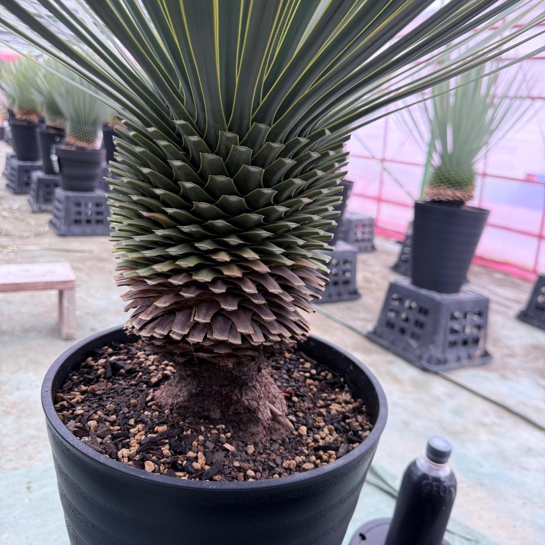 【AL1010】ユッカ　ロストラータ　シルバーブルー個体　美形