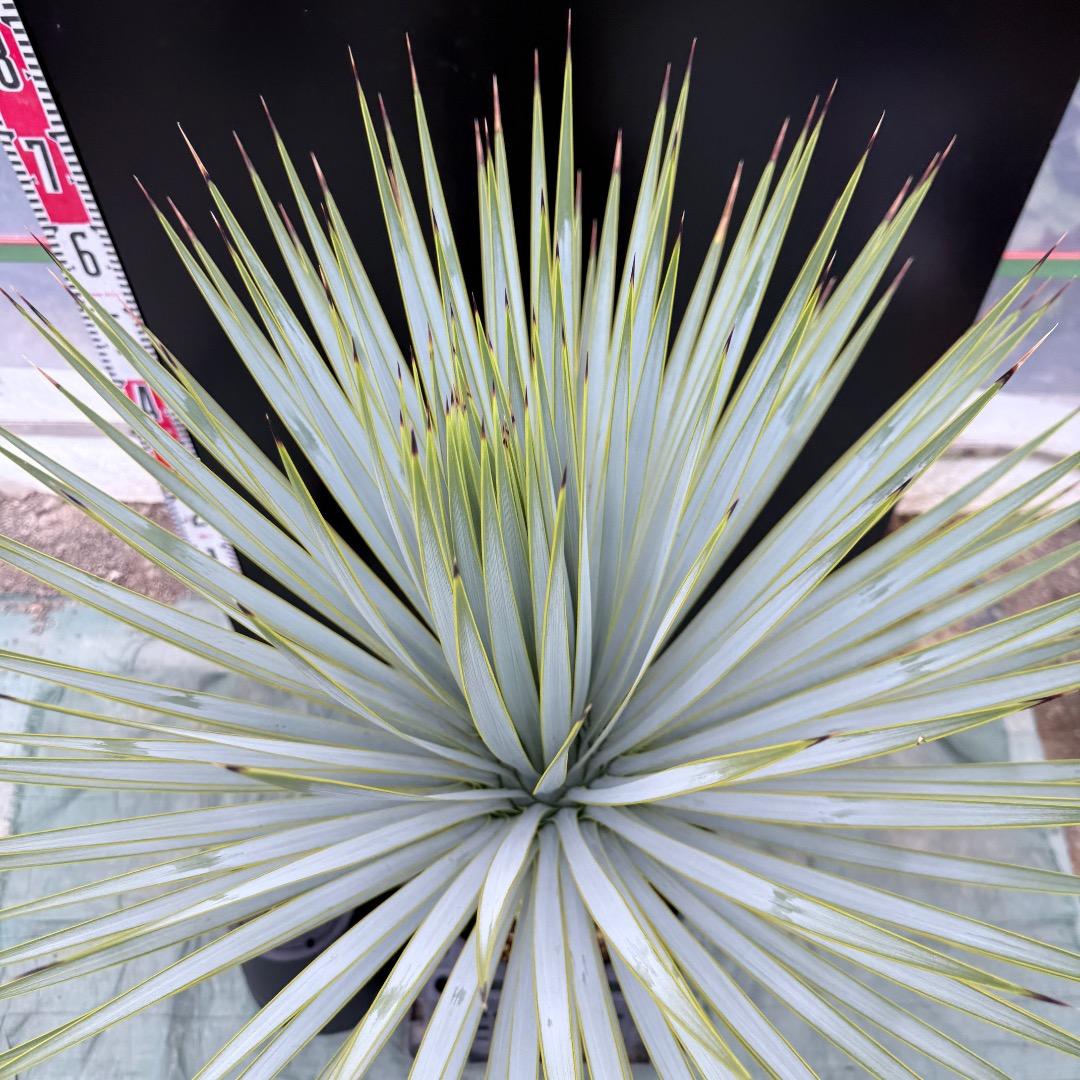 【AL1010】ユッカ　ロストラータ　シルバーブルー個体　美形