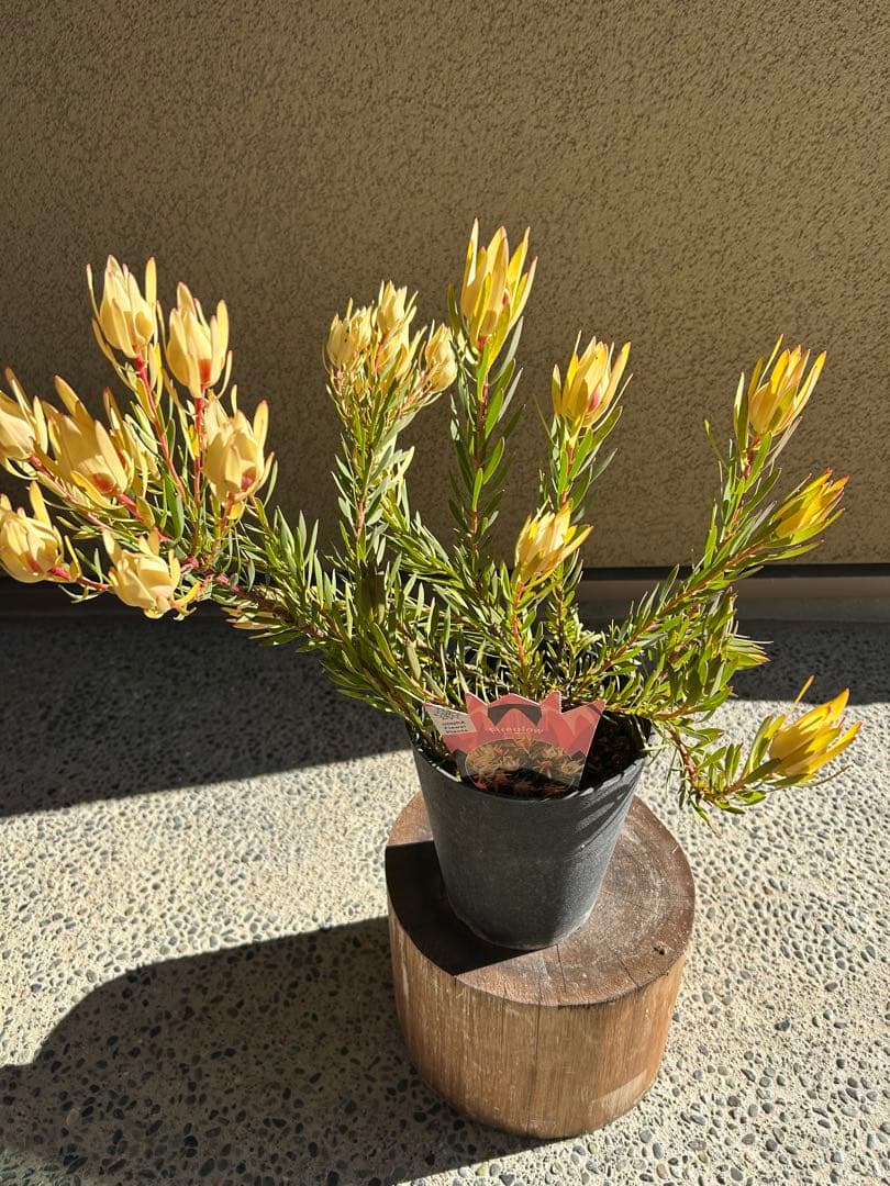 リューカデンドロンファイアーグロー5号大②