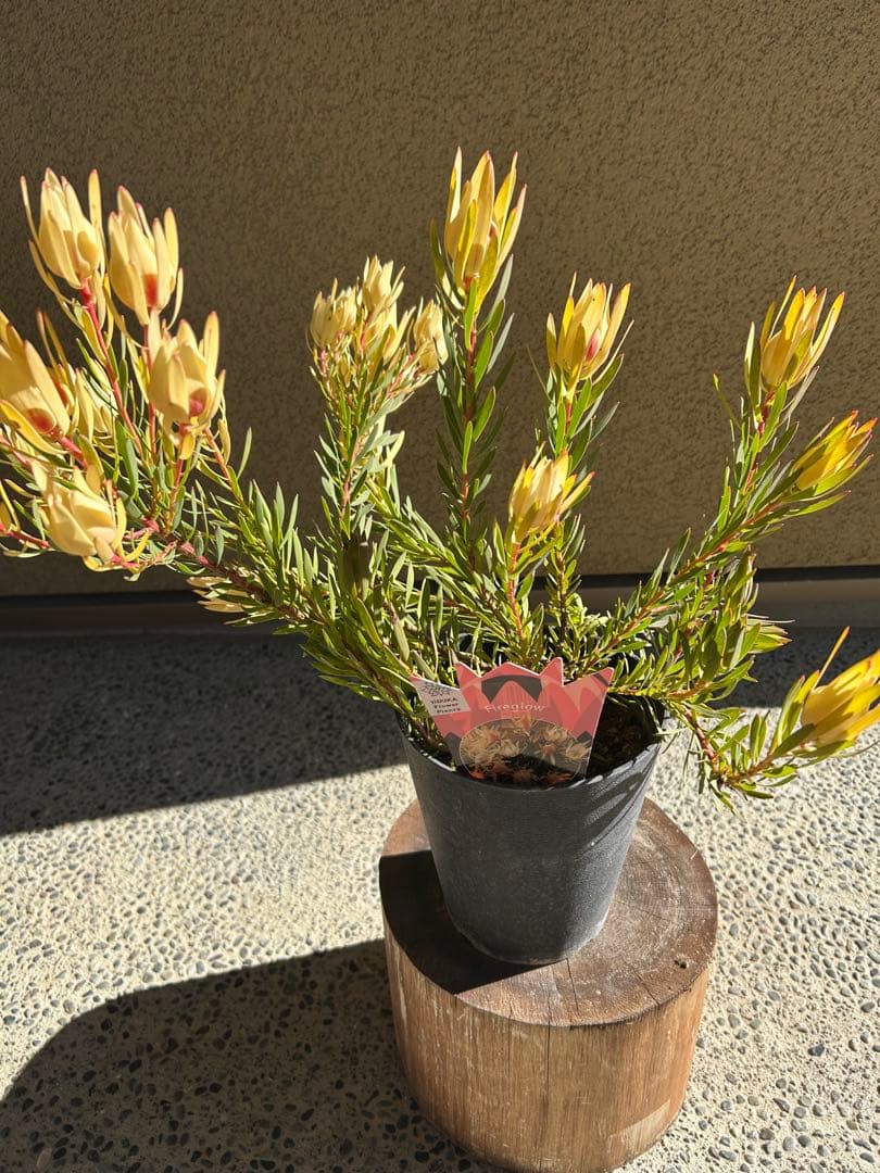 リューカデンドロンファイアーグロー5号大②