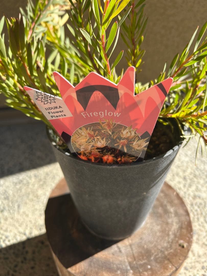 リューカデンドロンファイアーグロー5号大②