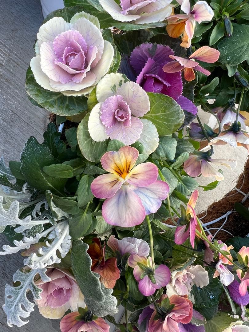 ビオラのリース