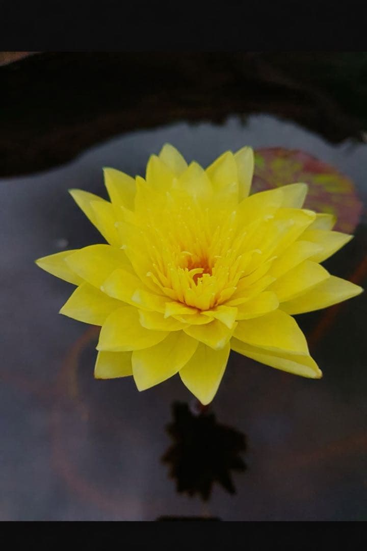 熱帯睡蓮　Pradhyota バルブ