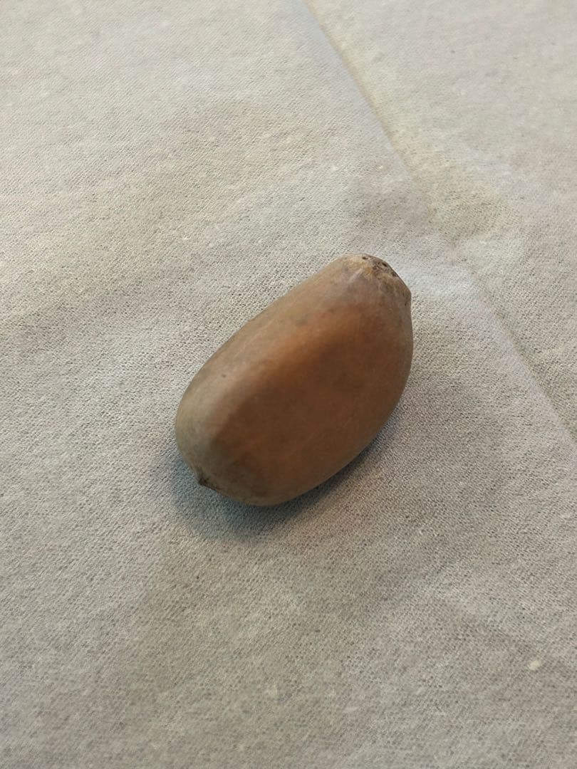 エンセファラルトス　ホリダス　種子１個　Encephalartos