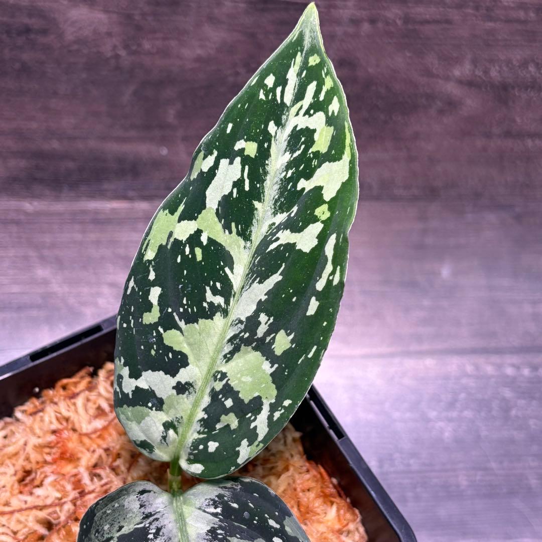 アグラオネマ　ピクタム(MB-2022/AJML/NXG01) 小