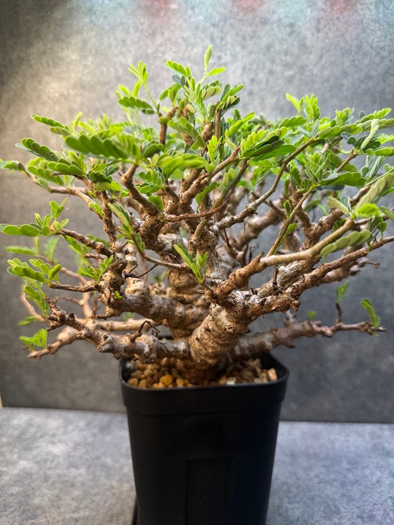 センナ　メリディオナリス　海外実生　発根済み　359