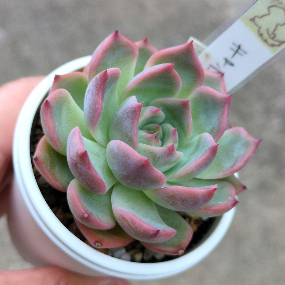 136. 多肉植物 キャラリアン 830円【抜き苗】