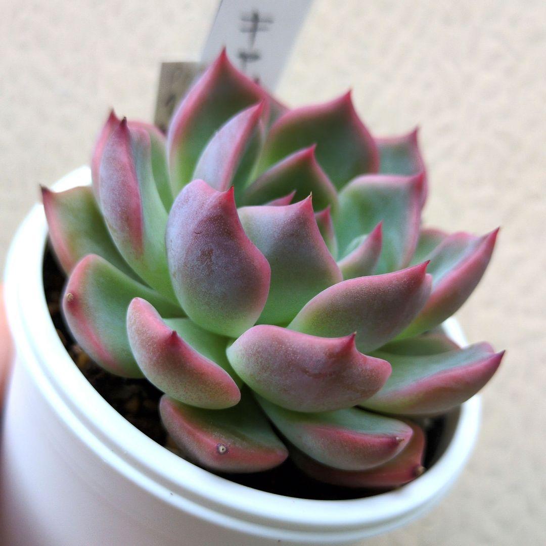 136. 多肉植物 キャラリアン 830円【抜き苗】