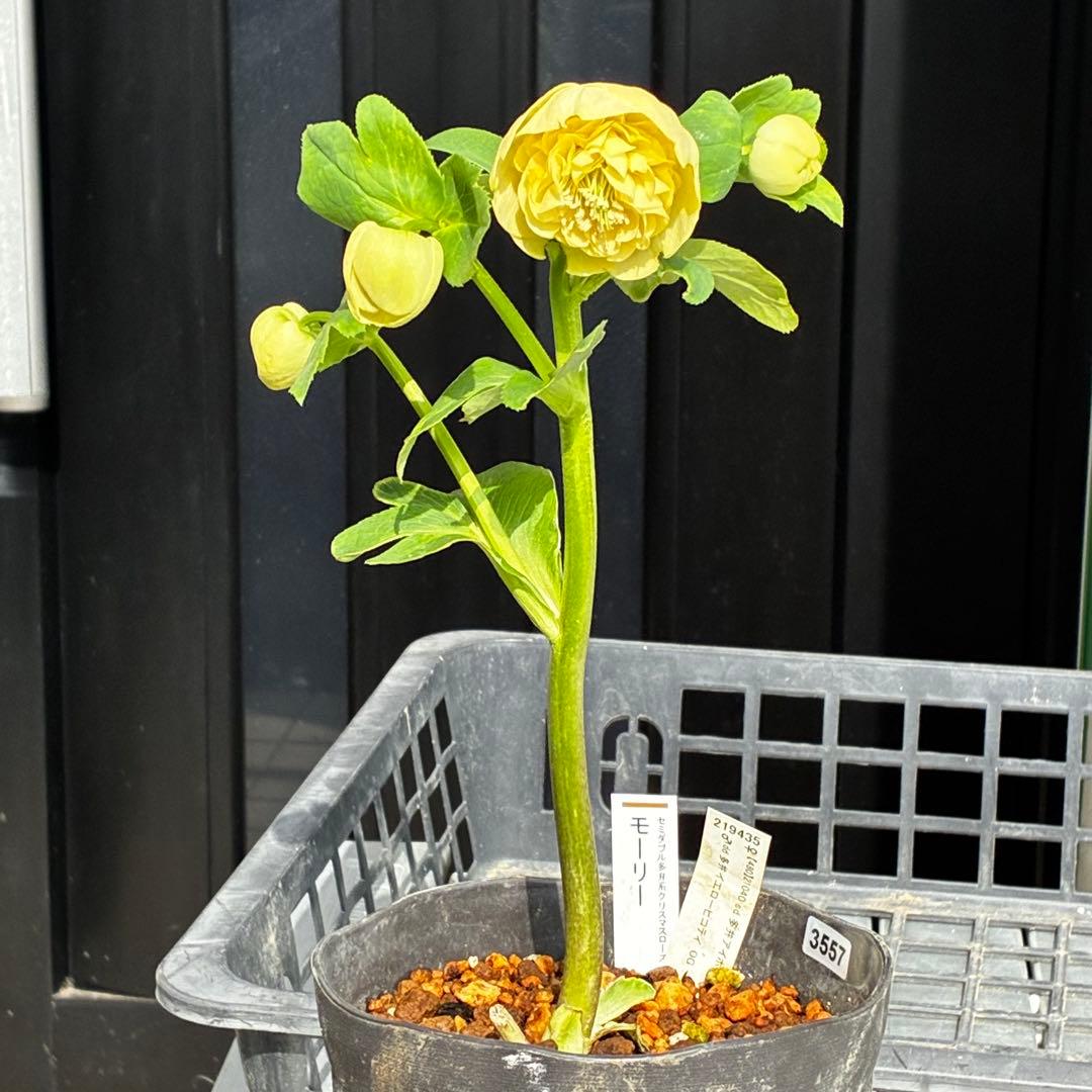ム*ク様 3557☘️蕾花タグ付☘️2026年NO1☘️極上☘️⭐️モーリー⭐️