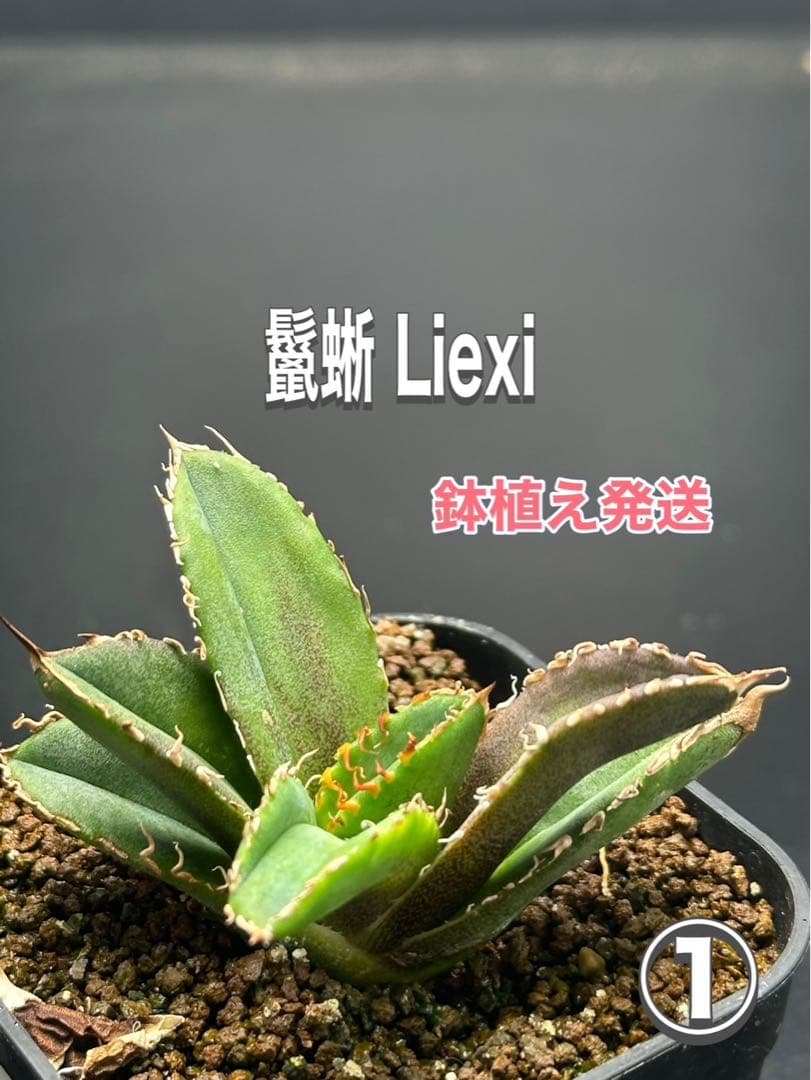 アガベ　チタノタ　鬣蜥 Liexi ブツブツ系‼️OC株‼️希少株‼️鉢植え発送‼️