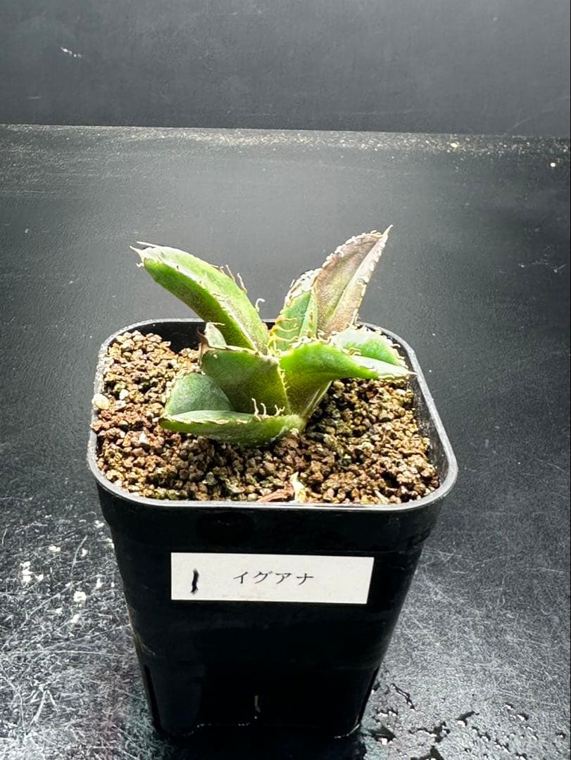 アガベ　チタノタ　鬣蜥 Liexi ブツブツ系‼️OC株‼️希少株‼️鉢植え発送‼️