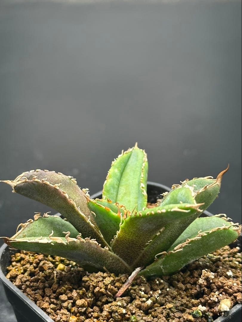 アガベ　チタノタ　鬣蜥 Liexi ブツブツ系‼️OC株‼️希少株‼️鉢植え発送‼️