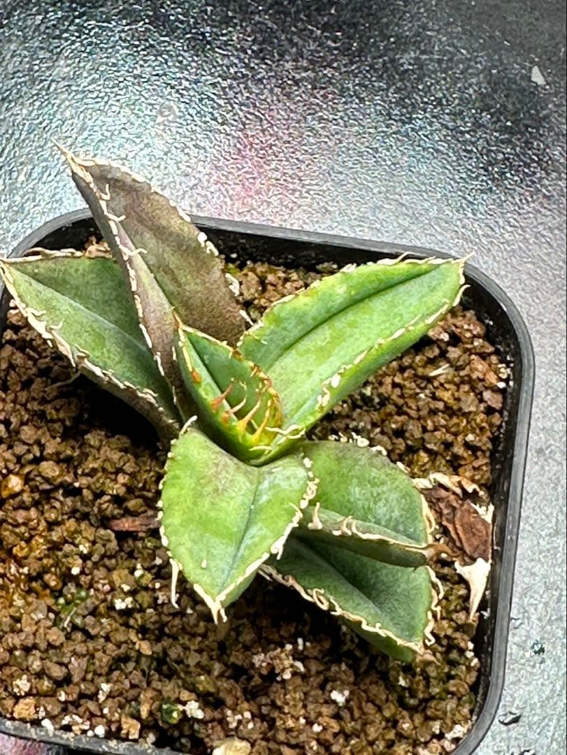 アガベ　チタノタ　鬣蜥 Liexi ブツブツ系‼️OC株‼️希少株‼️鉢植え発送‼️