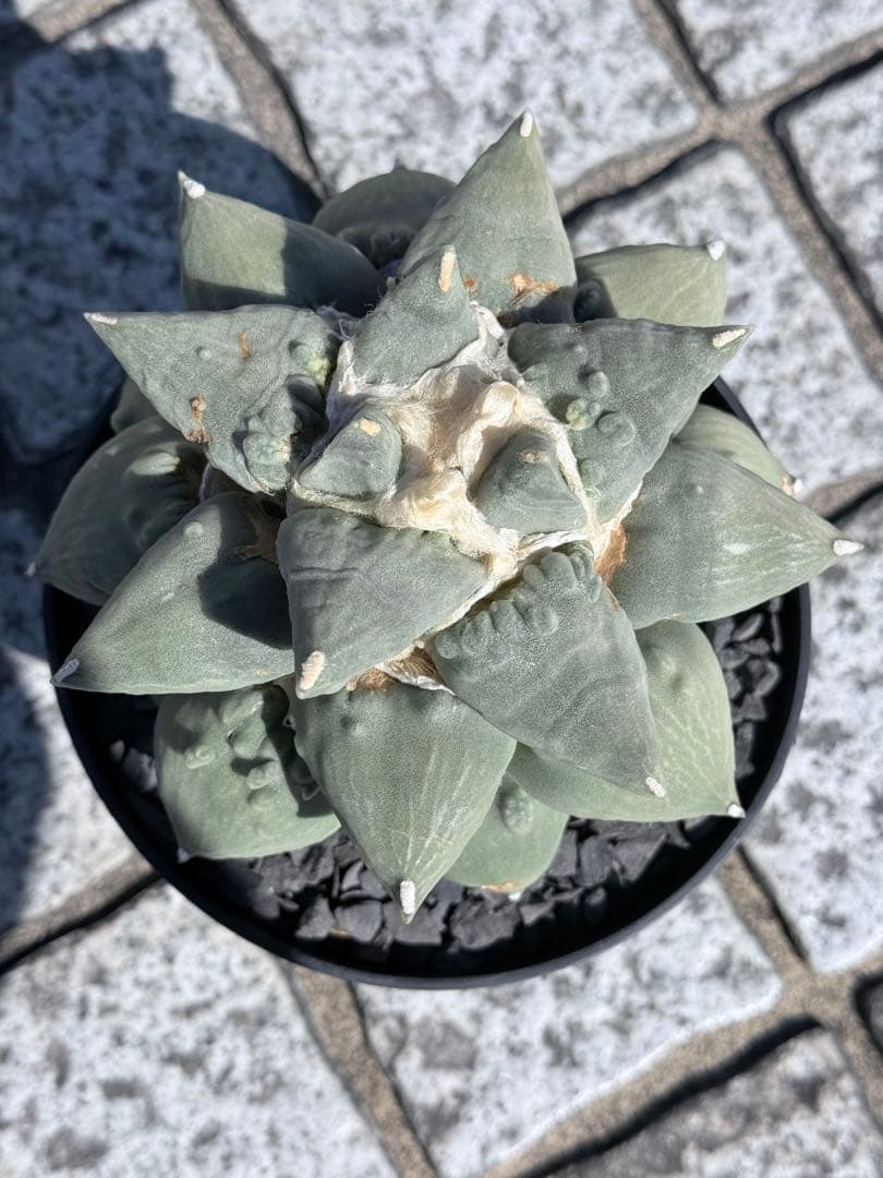 アリオカルプス花牡丹カリフラワー 台付き
