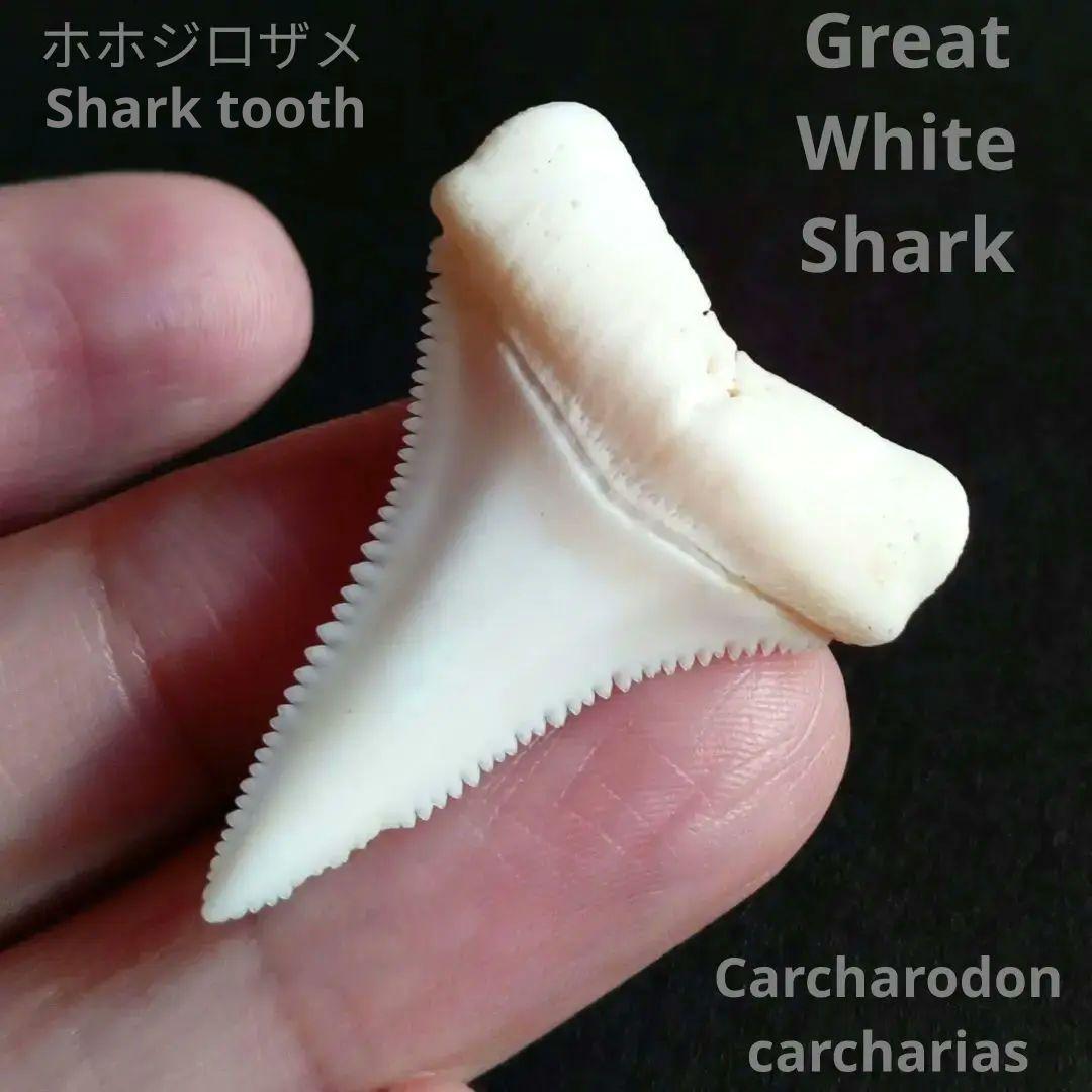 サメの歯　ホホジロザメ　現生種　美麗歯　希少標本