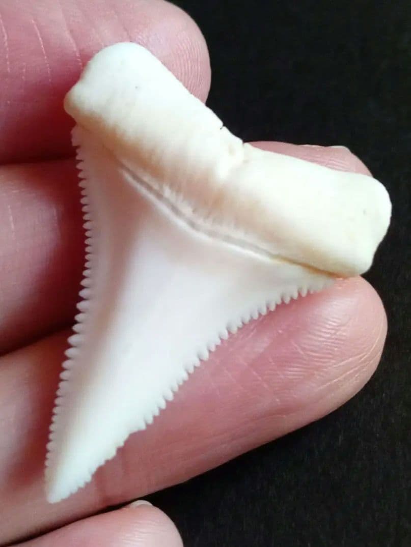 サメの歯　ホホジロザメ　現生種　美麗歯　希少標本