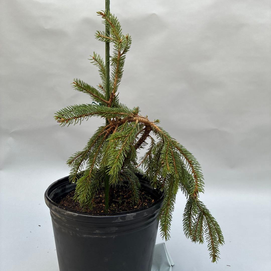 カナダトウヒ　ペンデュラ