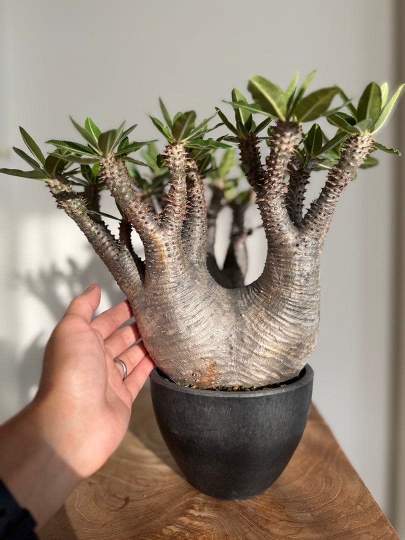 パキポディウム マカイエンセ 良型 大株 現地球 発根済み