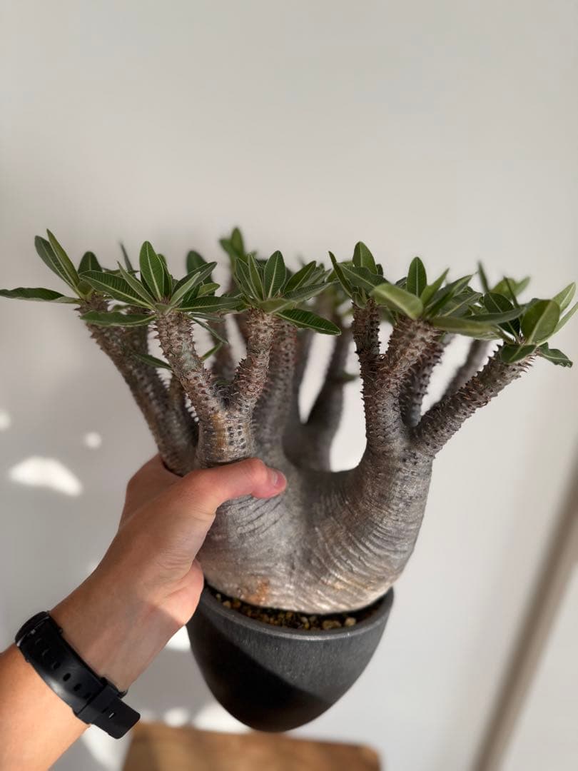 パキポディウム マカイエンセ 良型 大株 現地球 発根済み