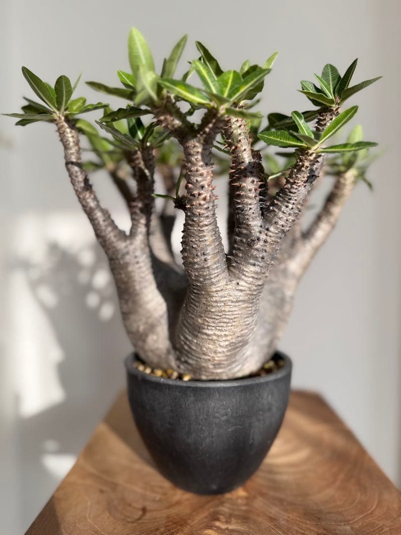 パキポディウム マカイエンセ 良型 大株 現地球 発根済み