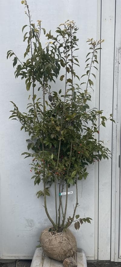 《現品》ソヨゴ　株立ち(雌株・メス株)　樹高1.8ｍ（根鉢含まず）580【苗木】