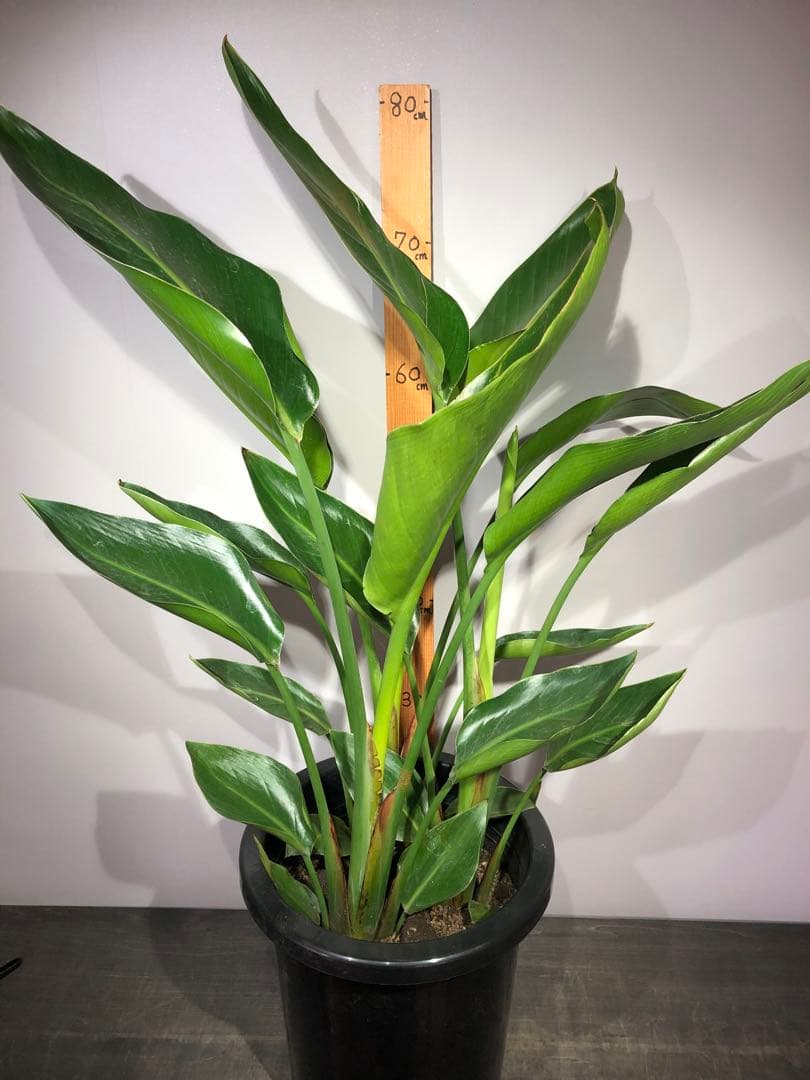 ストレチア　オーガスタ　3株入り　ボリューム満点　高さ80cm以上(現物)