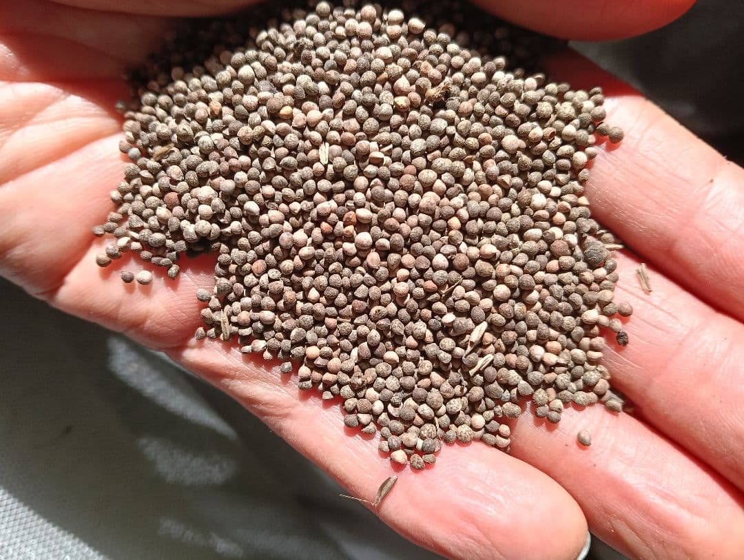 エゴマの実5キロ