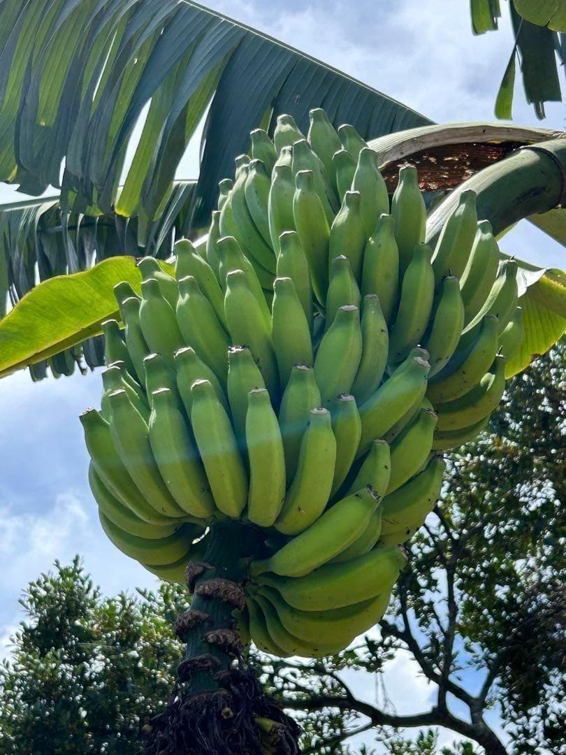 処分◆180cm糖度モンスター◆スーパードワーフ・キングナムワ◆関東路地可 低木